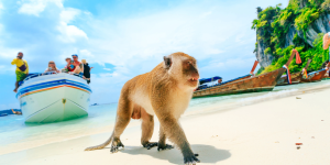 Phi Phi Island and Monkey Beach Tour